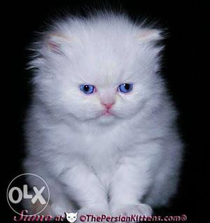 I want to buy white Persian kitten under rs h