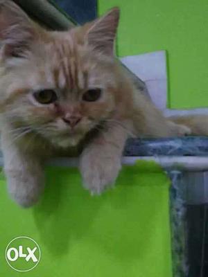 I want to sale my 10 months old male persian cat