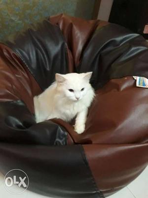 I want to sale my Persian female 2 year old