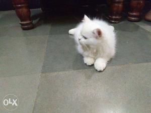 I want to sell my 1 month cat. colour-white and
