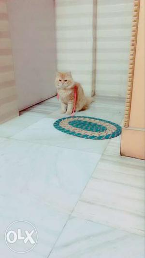 I want to sell my Persian male cat 2 years old