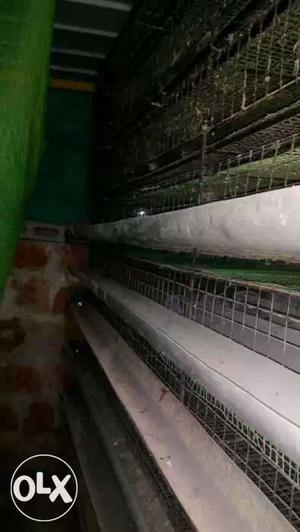 Kaada cage (used for farming QUAILS) 7 ft length