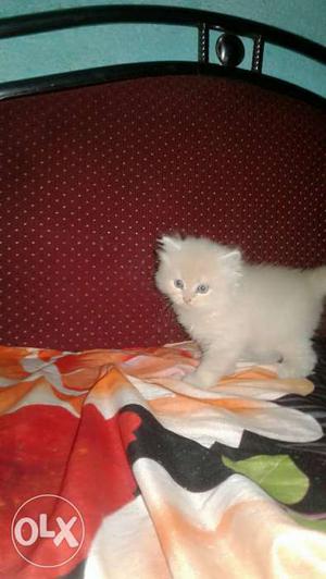 L have high quality male Persian cat kittens for