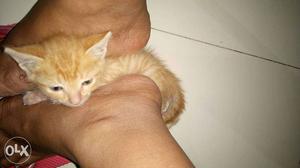 Light orange kitten,1.5 months old, active kitten.