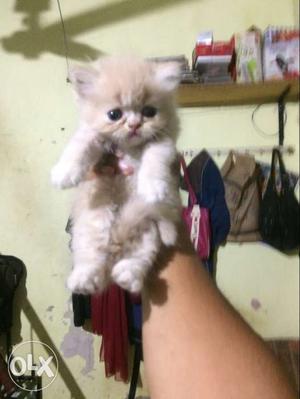 Long-coated Orange And White Kitten