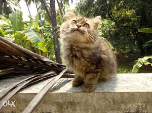Long-fur Brown Persian cat
