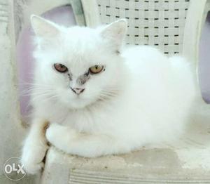Long-fur White persian female Cat