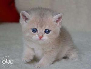 Long fur quality all color persian kitten for sale in noida