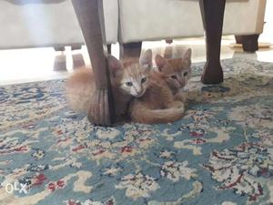 Looking for a loving owner for Cute Kittens