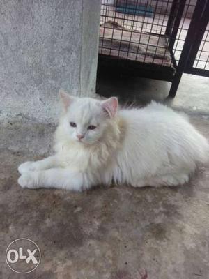 Male 4 months old Siberian cat