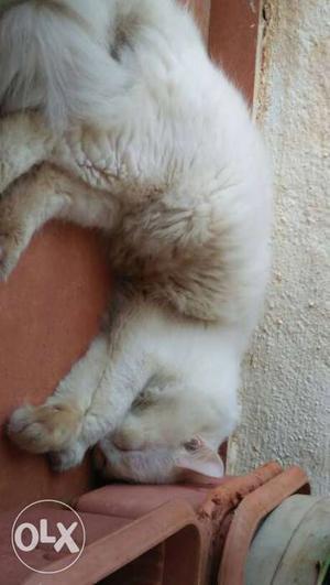Male Persian cat RS..FULL WHITE.