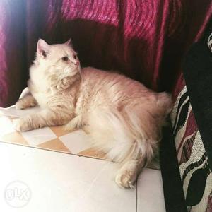 Male Persian cat toilet trained very active 12