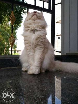 Male pure Persian cat for sale. 1 year old....