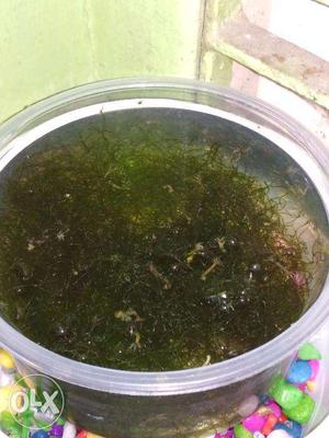 Marine Algae: Only one left in stock. Buy at just Rs.200/-