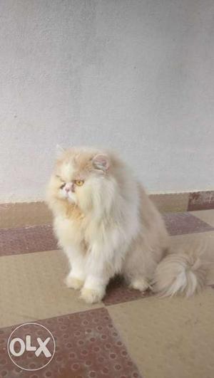Matting available, imported perisan cat male. Not