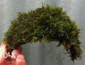 Moss for planted tank