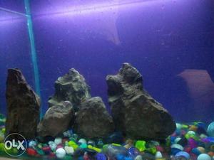Natural river rock for fish tank limited stock