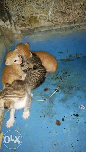 New Born Tabby kittens