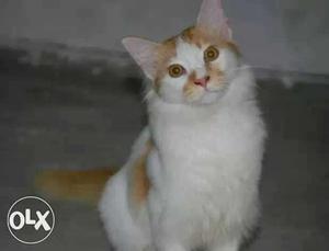 One parsian cat and two Turkish van