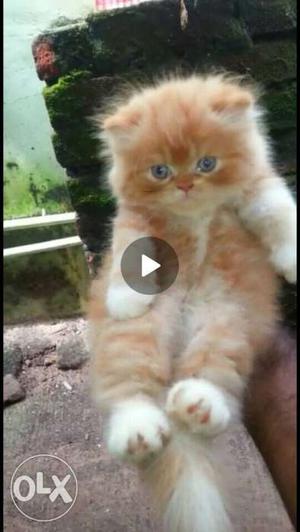 Orange Persian Cat.male kitten