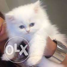 Persian Cat available white and red both colour available