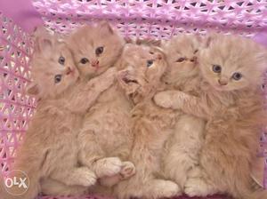 Persian Kittens,45 days old, beige colour.