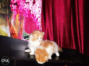 'Persian Kittens for Loving Home'