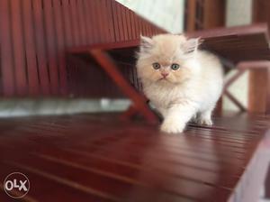 Persian cat