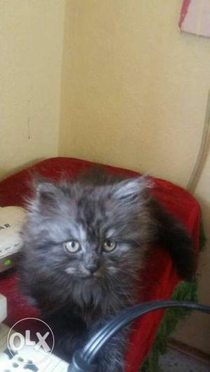Persian cat age 1month all 6cats price ,