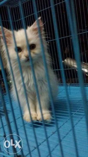 Persian cat age 2 month
