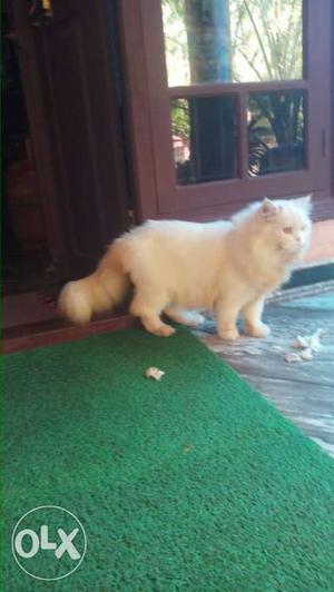 Persian cat for sale one male and one female.