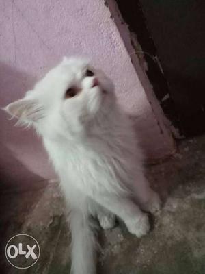 Persian cat male 1 year add:tappachabutra karwan