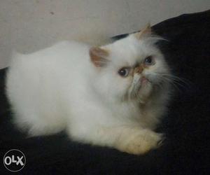 Persian cat male metting