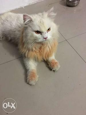 Persian cat male pure white only for mating
