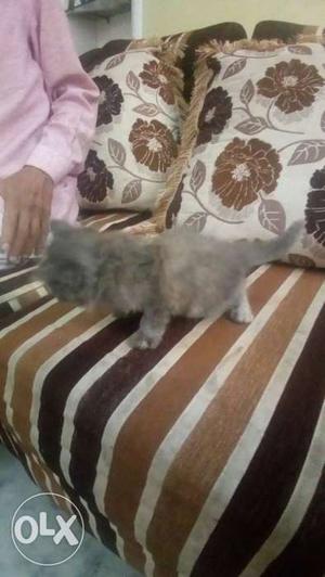 Persian cats each month old