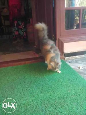 Persian cats for sale male and female And also Karimkoyi for