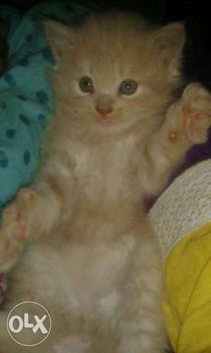 Persian doll face kitten for sale