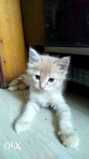 Persian female Kitten two month old