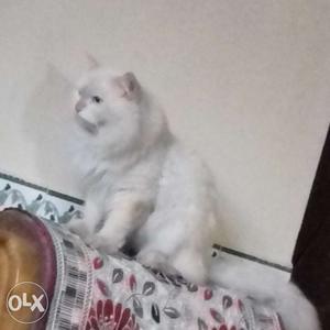 Persian female cat..1year n 6month old..