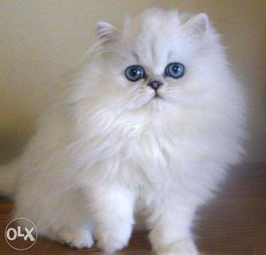 Persian female cat! high quality home breed