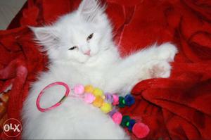 Persian kitten all colors abailable