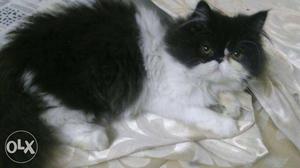 Persian kitten extreme punch male 5 months old
