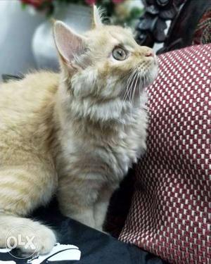 Persian kitten female (negotiable) contact: I