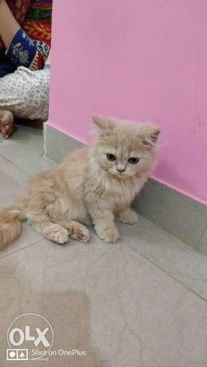 Persian kitten for sale at throwaway price