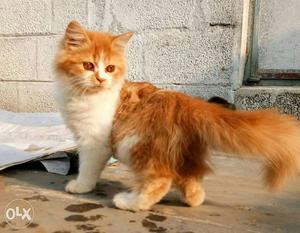 Persian kitten for sale in erode