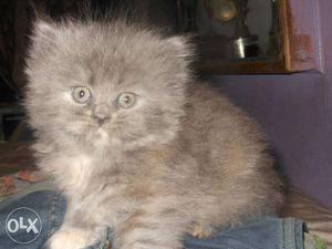 Persian kitten for sale with good health nd active