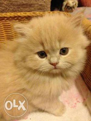 Persian kitten of 2 months
