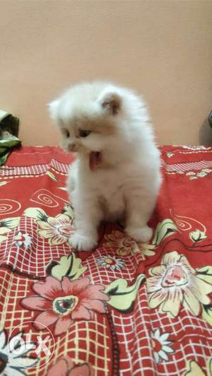 Persian kitten trained price negotiable