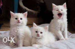 Persian kitten with white paws 