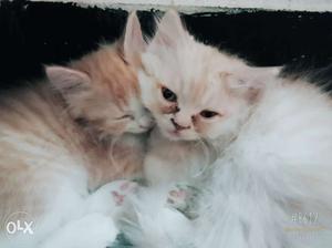 Persian kittens 2 months old fully trained punch